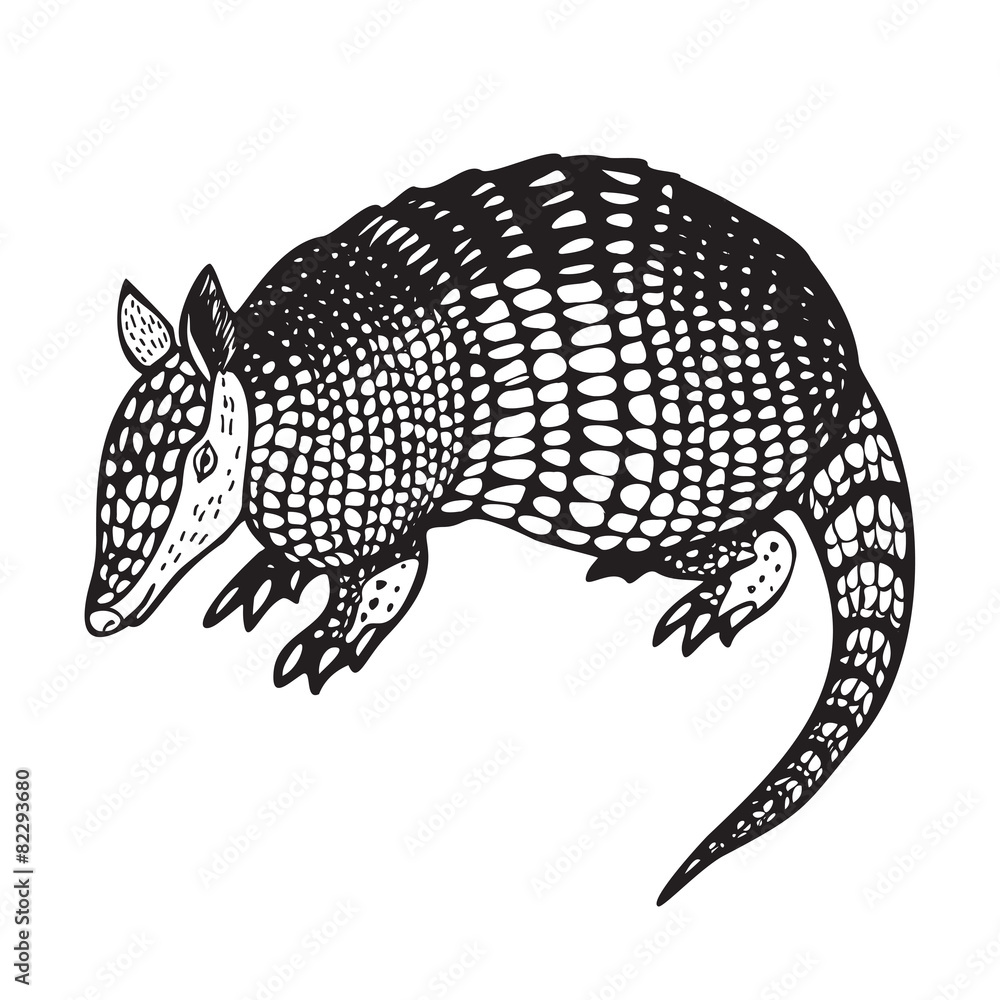 Armadillo vector illustration Stock Vector Adobe Stock