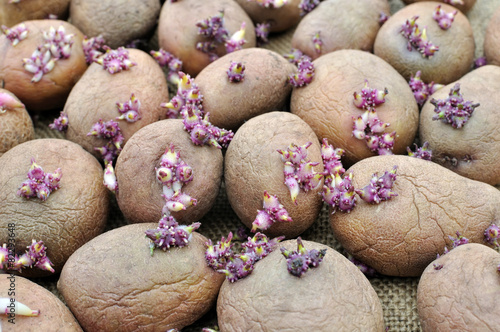 Fotótapéta close-up of germinating potatoes
