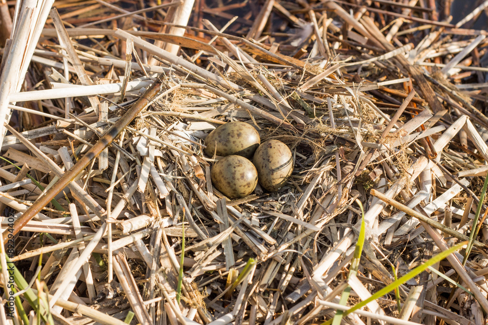 Bird's nest in natural habitat.