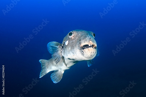 Giant Puffer Fish in Blue Water