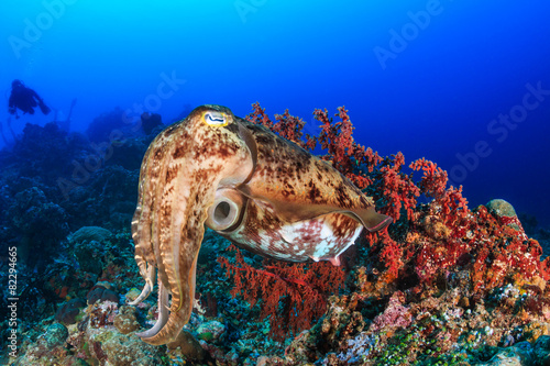 Cuttlefish and diver