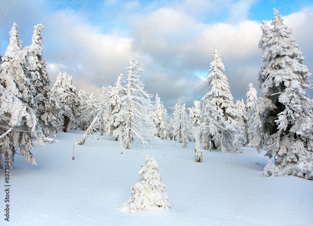 Naklejka premium beautiful wintry view of snowy wood on mountains