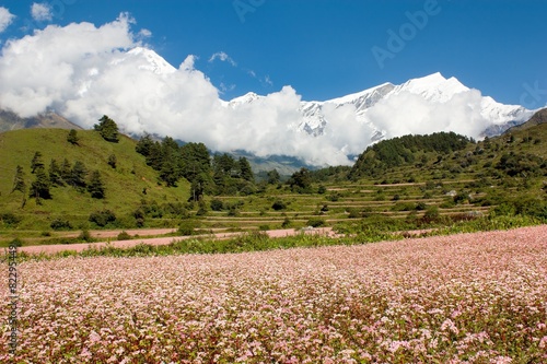 dhaulagiri himal with buckwheat field