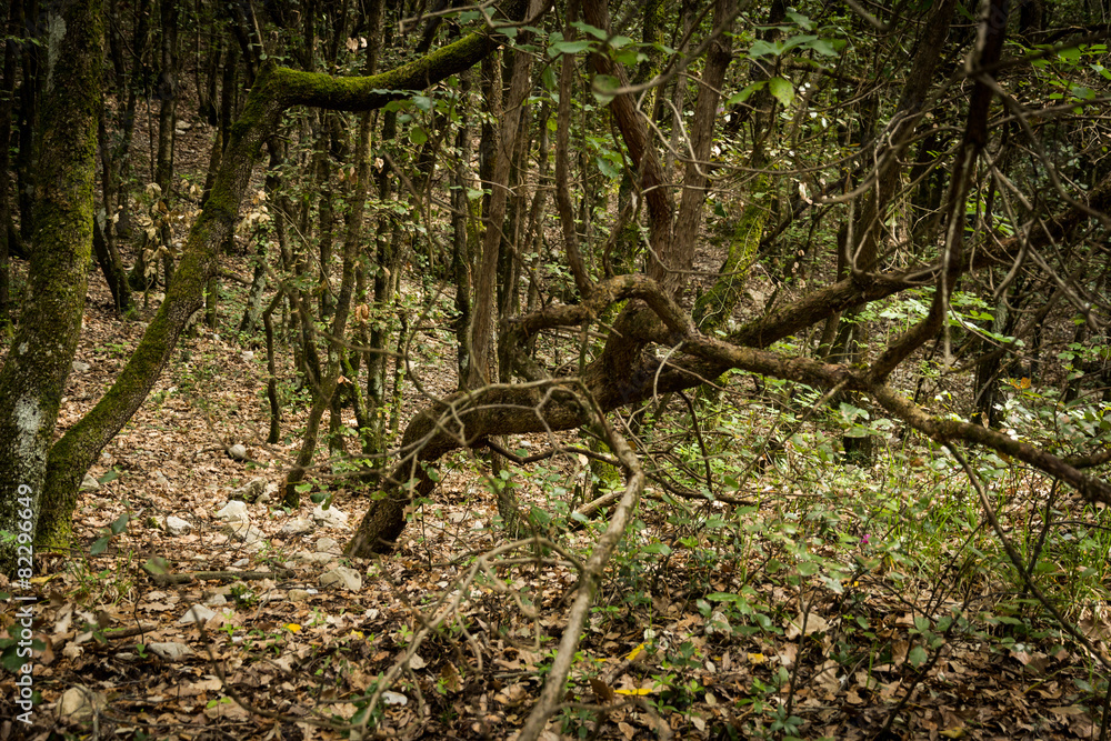 Fototapeta premium Passeggiare nel bosco
