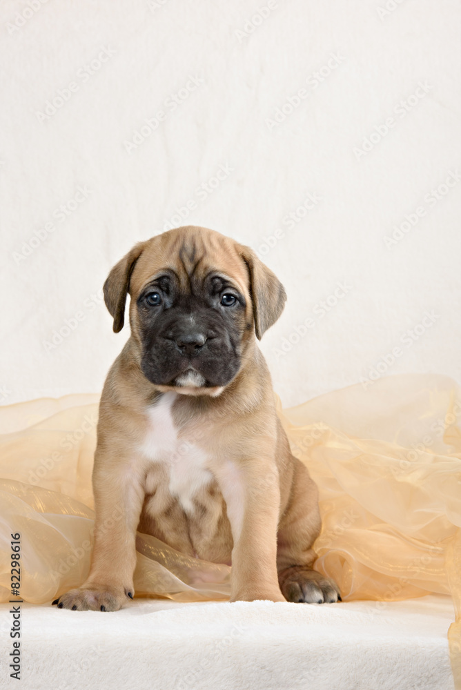 Puppy cane Corso fawn color on a light background