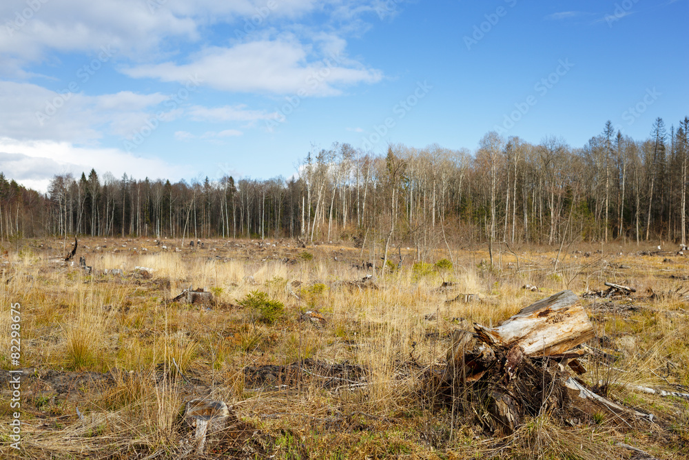 Woods logging stump after deforestation woods Woods logging stump after deforestation woods