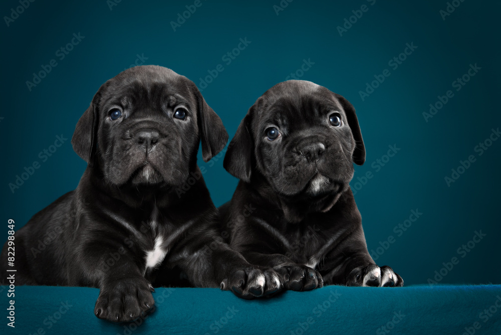 Two black puppy of breed cane Corso