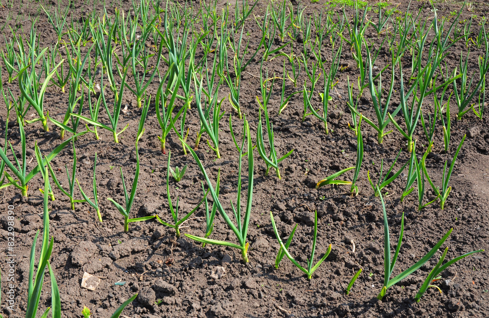 Vegetable beds with garlic Vegetable beds with garlic