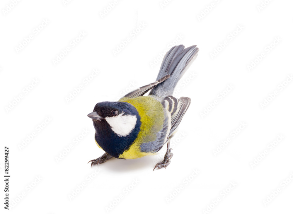 Fototapeta premium bright spring bird great tit