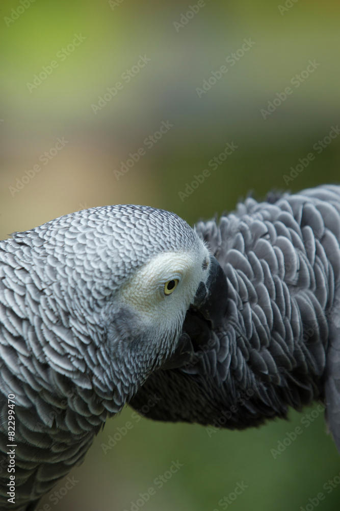 Obraz premium parrot bird