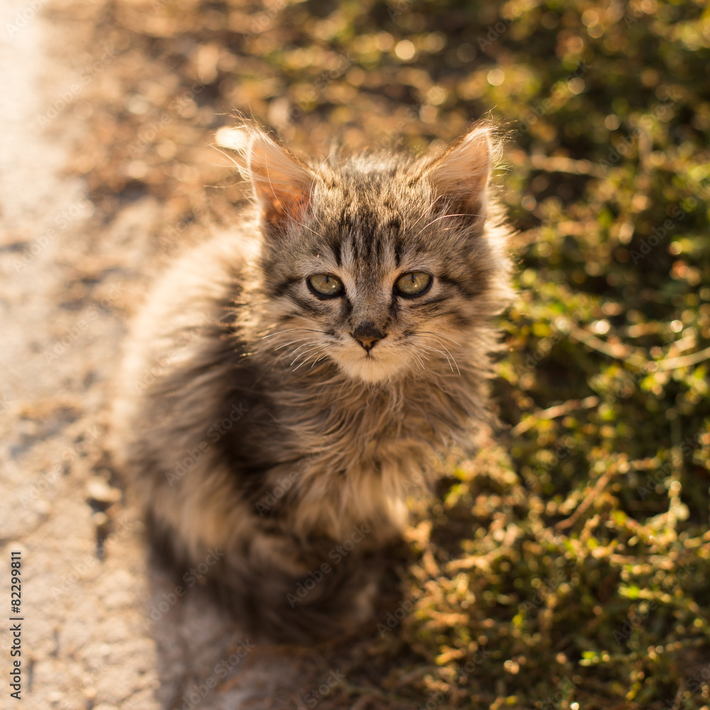 Fototapeta premium little grey cat on the ground looking to camera