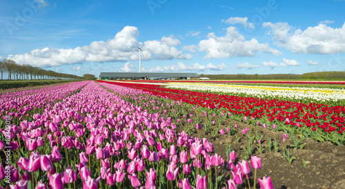 Tulips on a field in spring under a blue cloudy sky