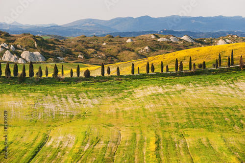 Spring field in the Crete Senesi, Tuscany