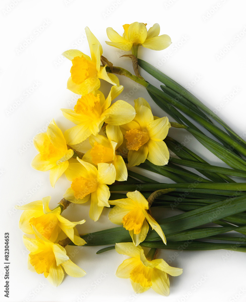 Fototapeta premium Yellow Colored Daffodil Flowers