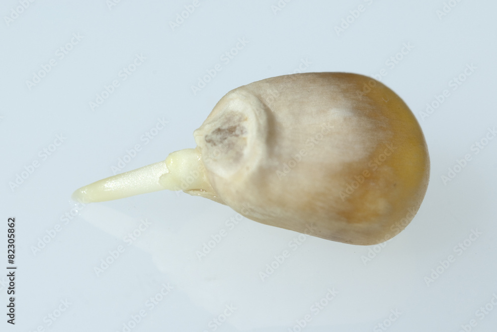 Obraz premium Maiskeimling