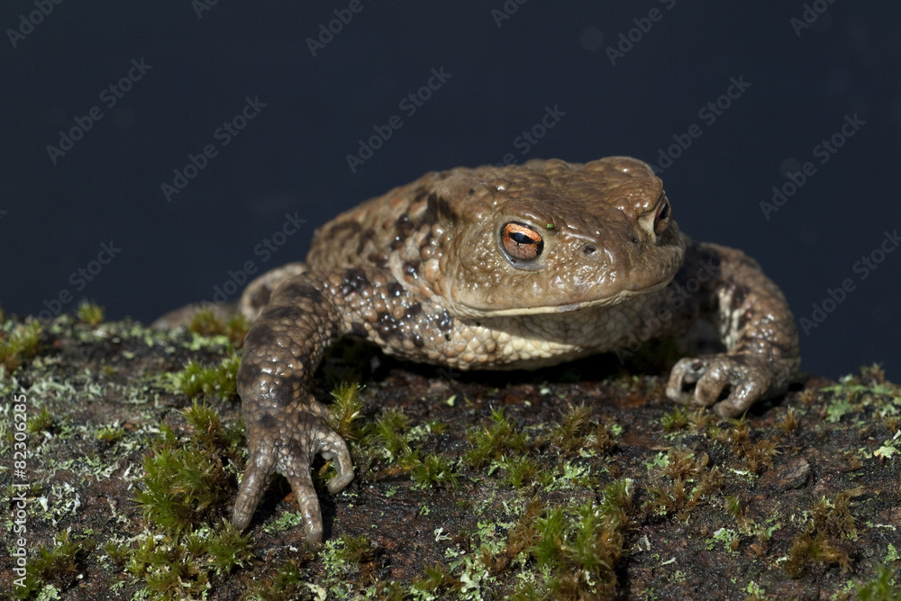 Fototapeta premium Kroete, Bufo bufo,