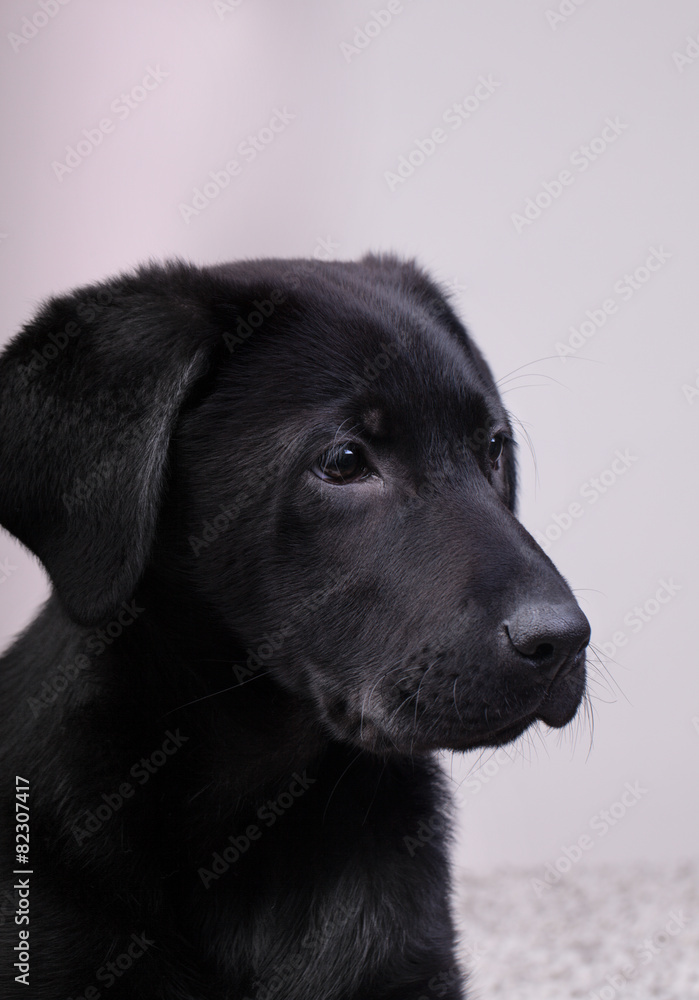A black labrador retriever looking at distance
