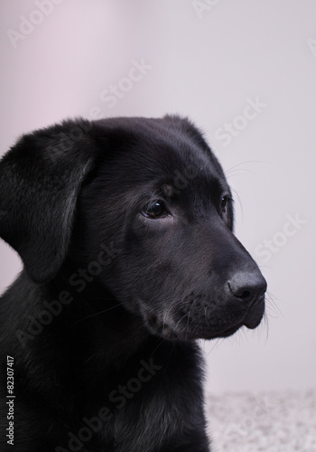 A black labrador retriever looking at distance © iLight photo