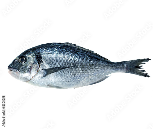 Dorado fish isolated on white background.