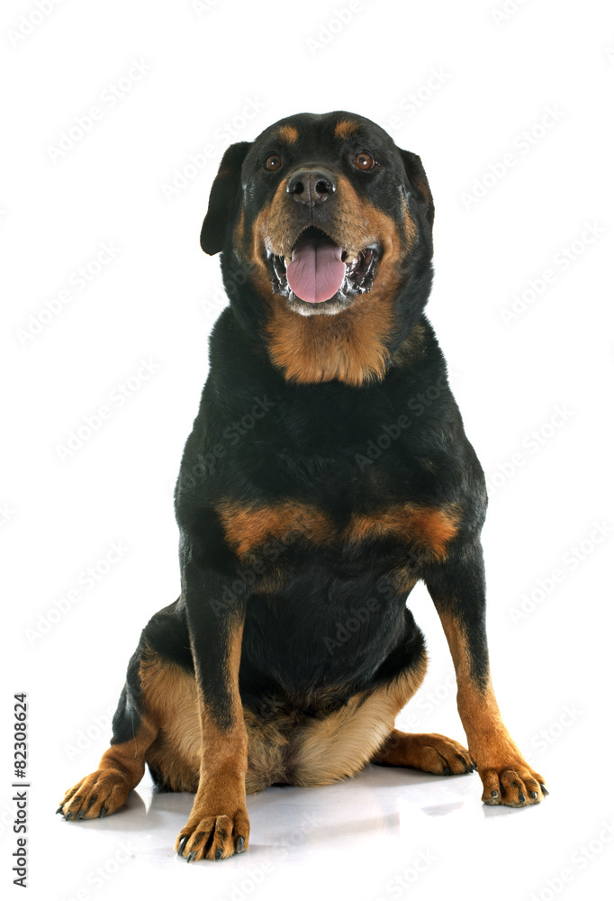 Fototapeta premium rottweiler