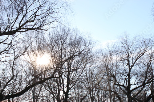 Sonne durch den Baum © sunsetting