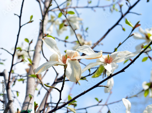 Spring flowers on branch