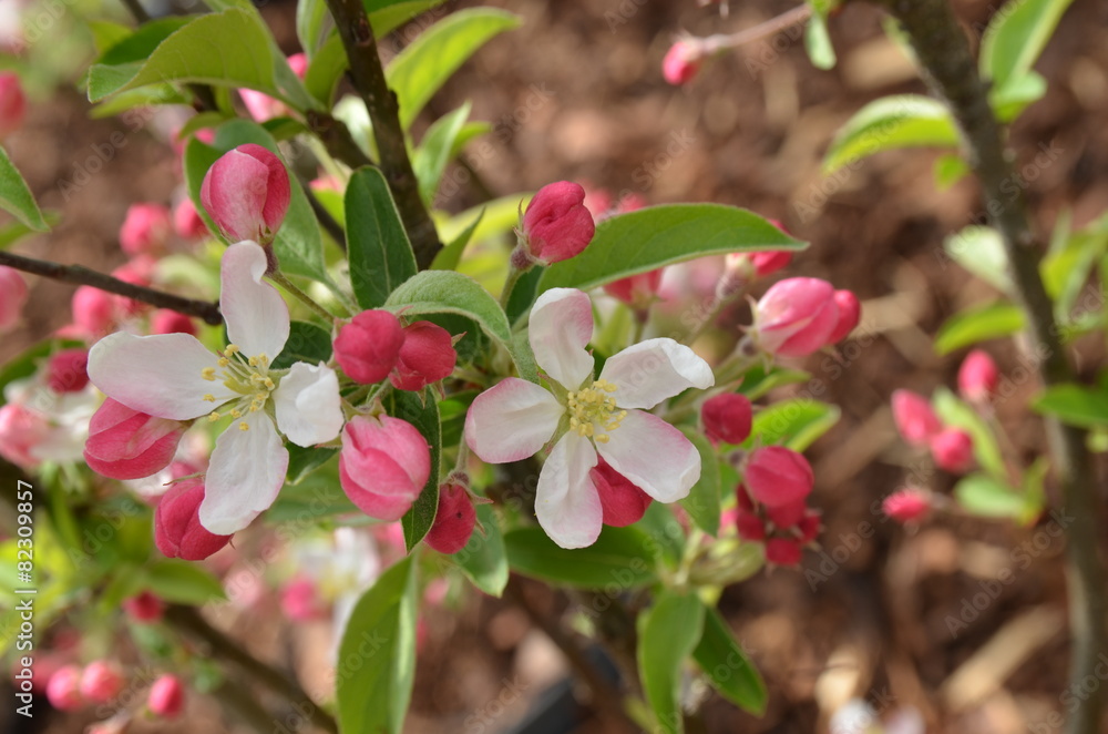 Fototapeta premium Blüten des Zierapfel Pomzai