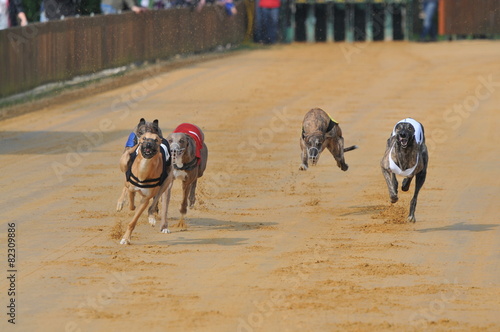 greyhound racing at summer