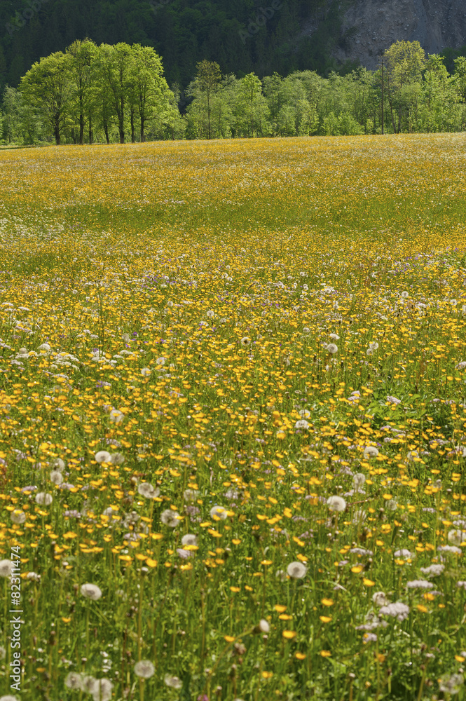 Fototapeta premium meadow and flower bed in forest
