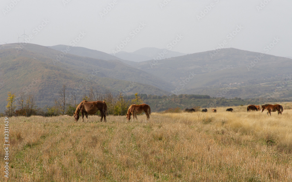 Paisaje oto√±al con colinas y caballos pastando