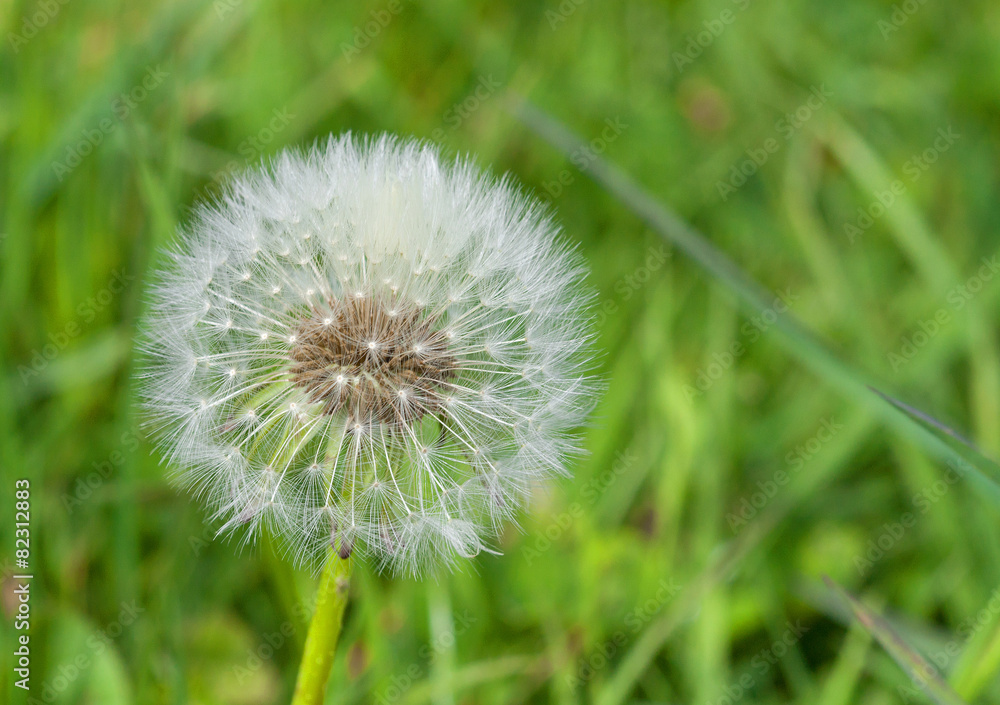 Fototapeta premium Fleur de pissenlit