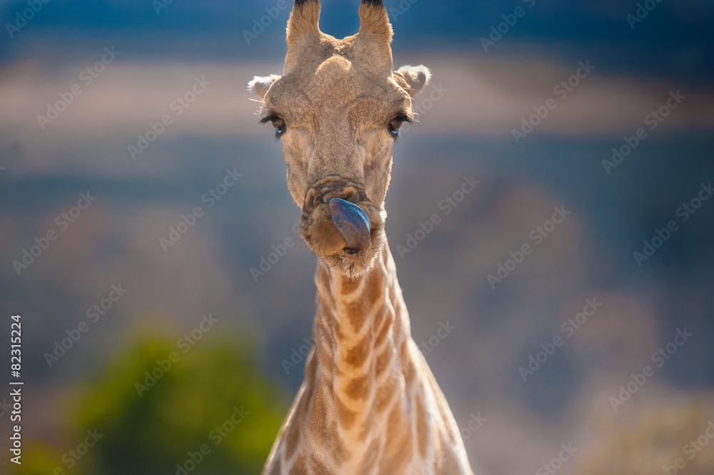 Fototapeta premium Giraffe in der Abendsonne