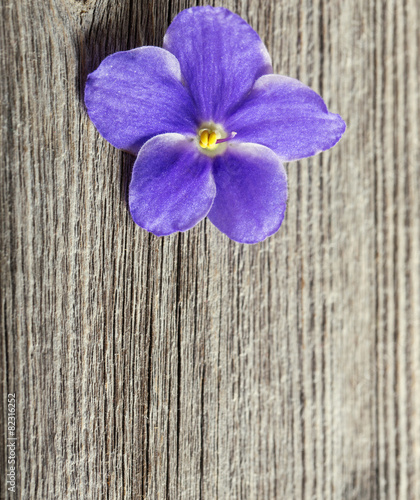 violet flowers on wooden background