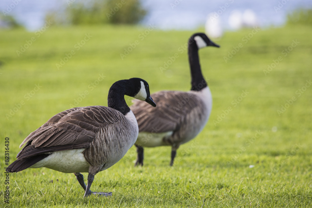 Canada Goose (branta canadensis) strolling in the park Canada Goose (branta canadensis) strolling in the park