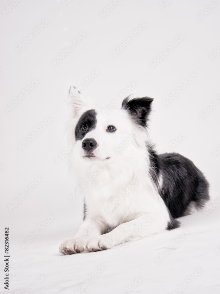 black and white dog (39)