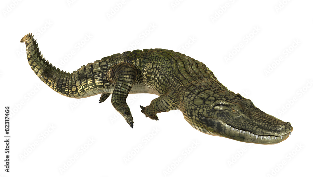 Naklejka premium American Alligator
