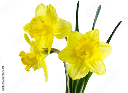 Daffodil Flowers