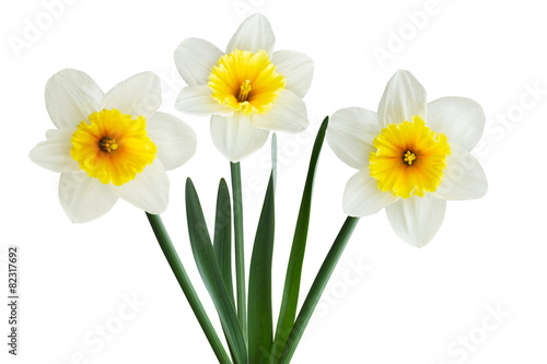White Narcissus Flower
