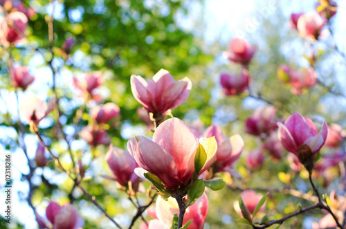 pink magnolia blossoms
