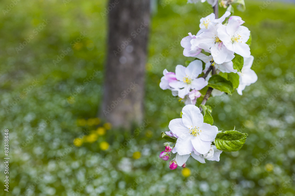 Obraz premium Apfelblüte