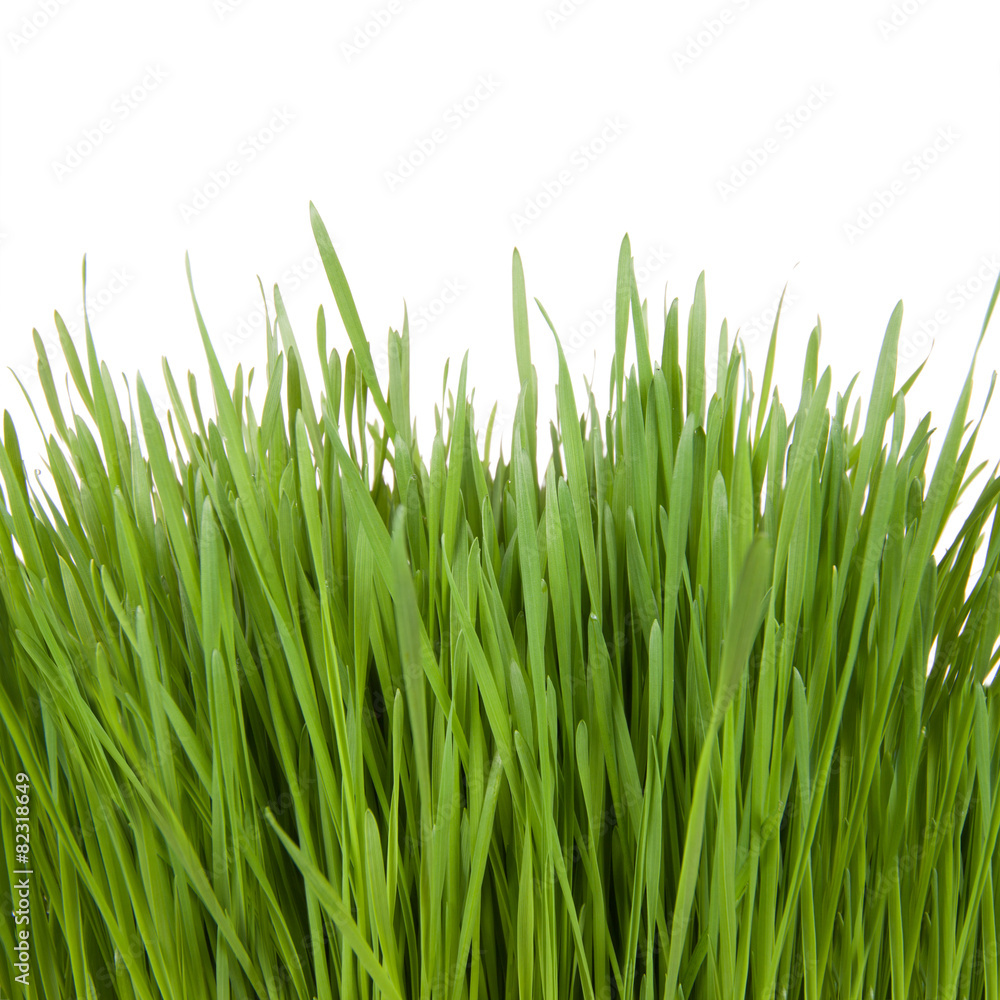 Fresh green grass isolated on a white background Fresh green grass isolated on a white background