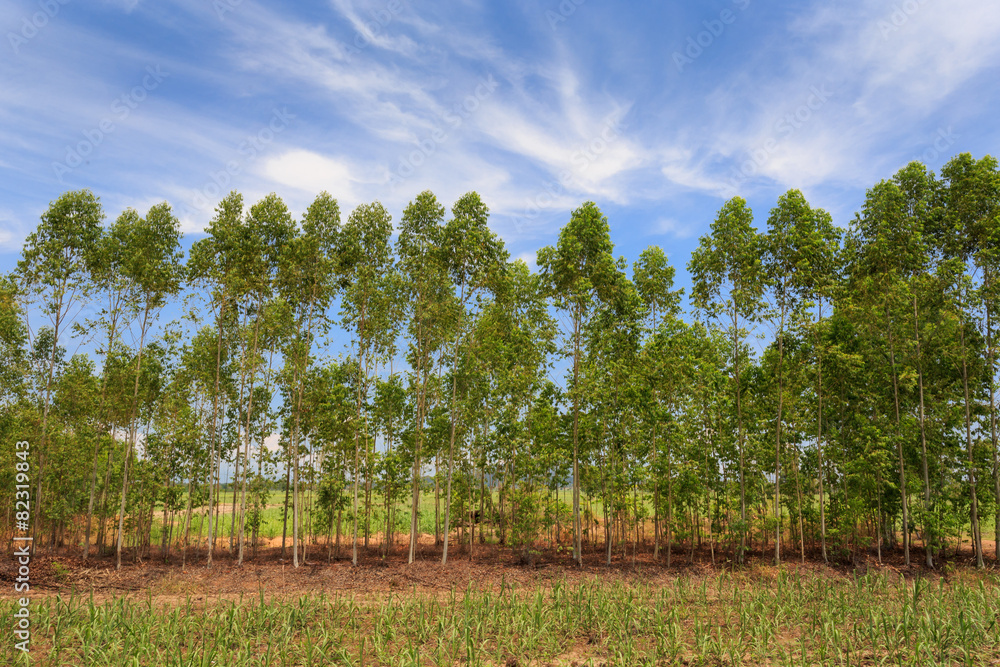 Obraz premium Eucalyptus tree on field