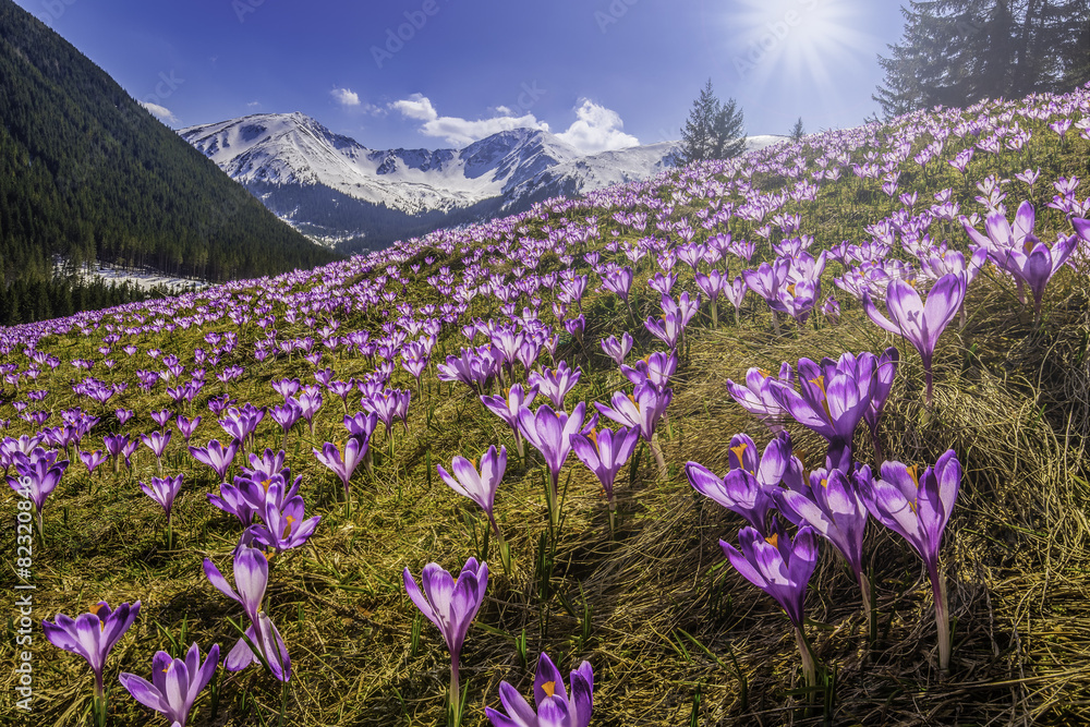 Fototapeta premium Spring crocuses in Tatra Mountains, Poland