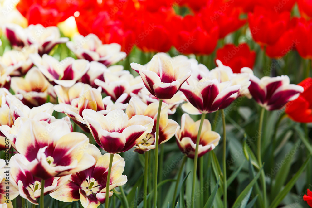 Obraz premium Beautiful spring flowers. colorful tulips. Floral Background.