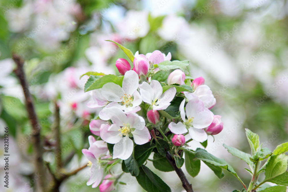 Obstblüte