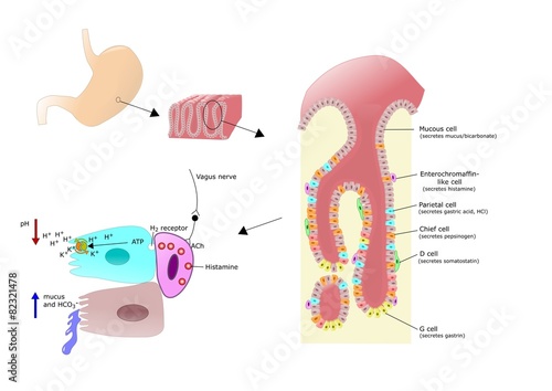 stomaco: fisiologia delle cellule secretorie photo