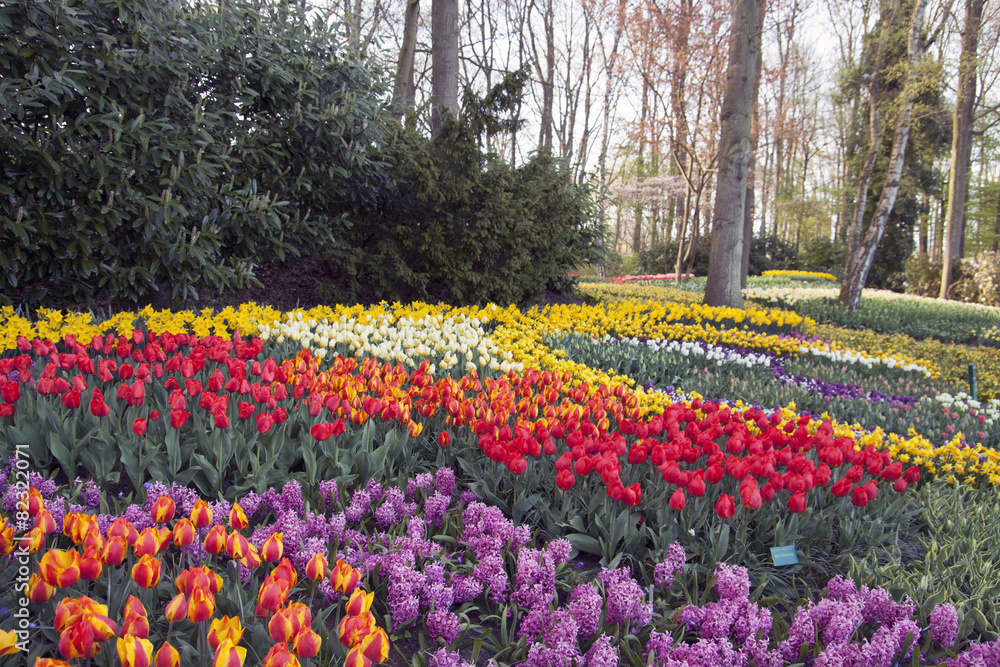 Colorful tulip and daffodils flowers in keukenhof flowerpark.