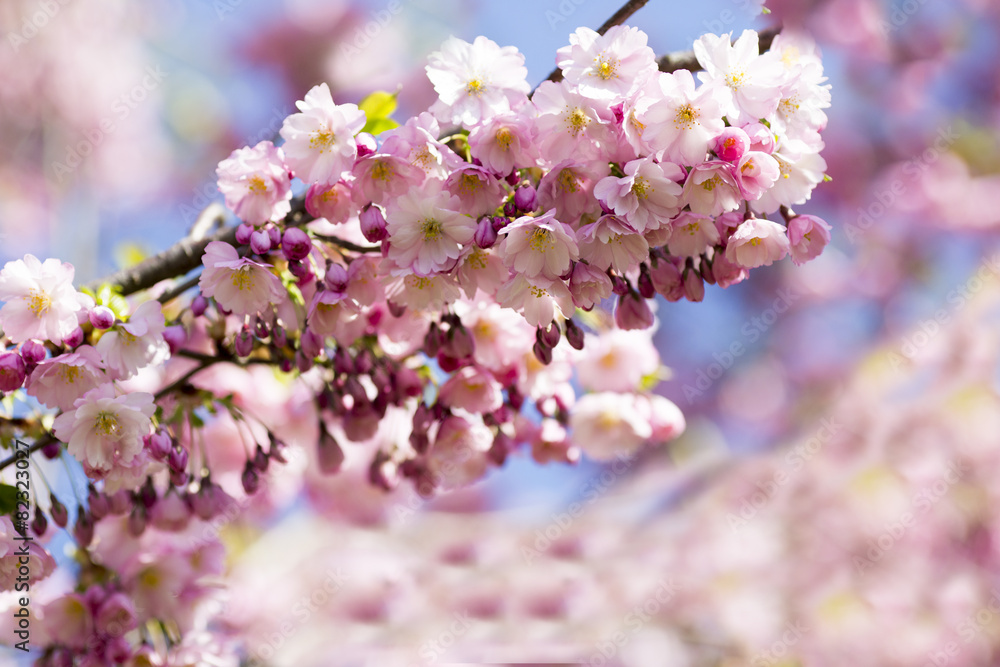 Sakura. Tree cherry on the garden. Sakura. Tree cherry on the garden.