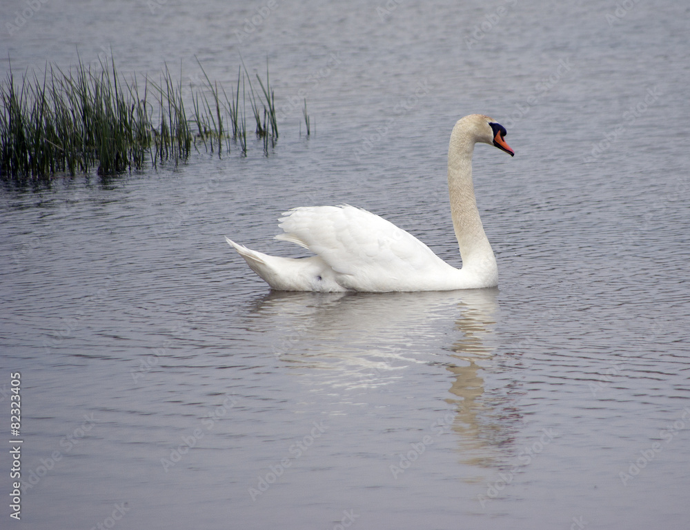 Mute swan, Cygnus olor, single bird on water Mute swan, Cygnus olor, single bird on water