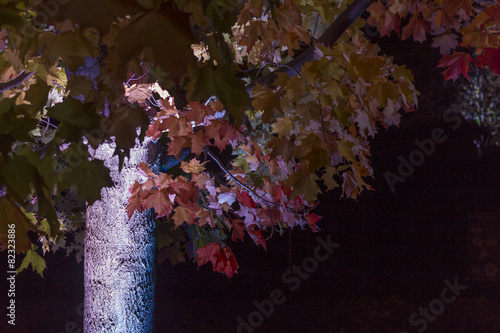 Tree lit up at night during fall photo